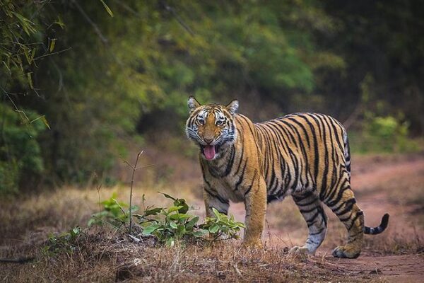 Book Your tiger safari india tours with Jungle Camps India