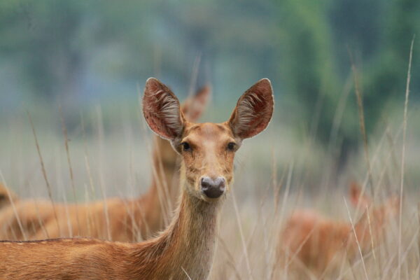 Conservation of the Hard Ground Barasingha: Triumphs, Hurdles, and Vital Significance