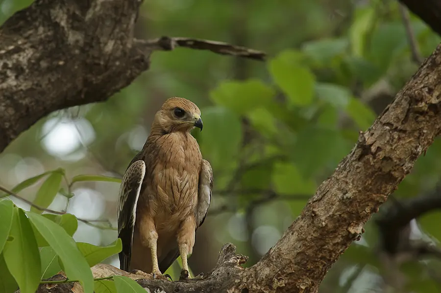 Bird spotted in Taboba Jungle Camp