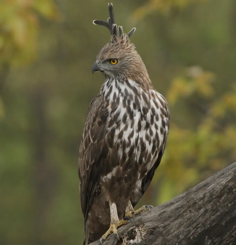 Crested Hawk Eagle-Kanha National Park