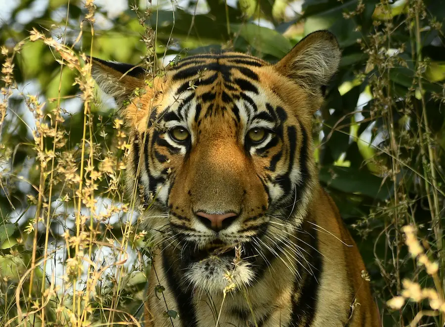 Tiger Spotted in Pench