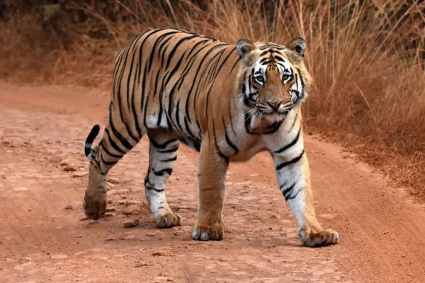 Tiger Safaris In Tadoba
