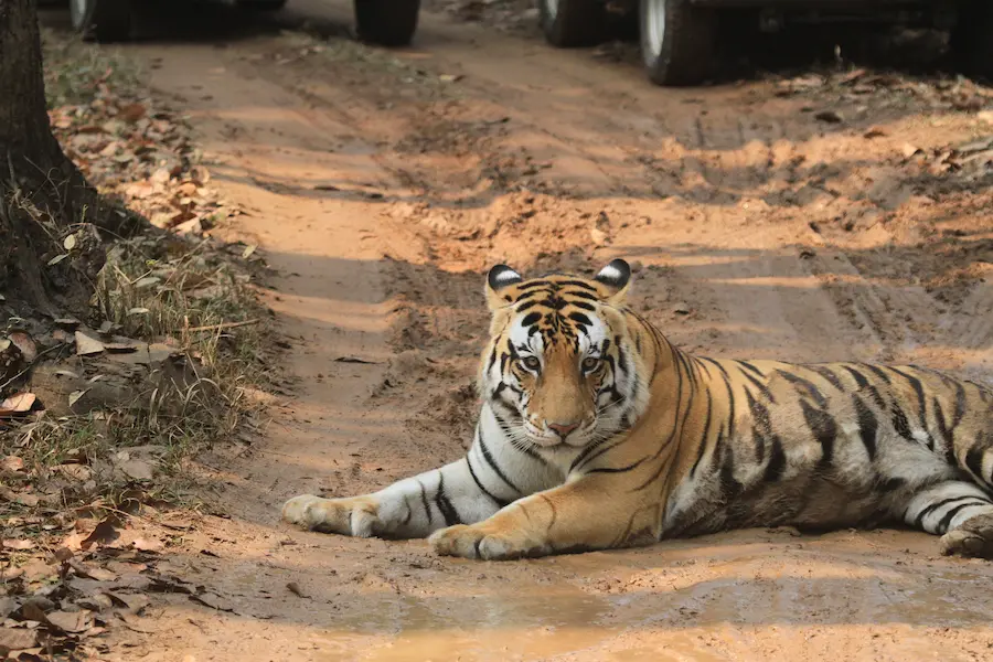 Royal bengal tiger- Kanha National Park