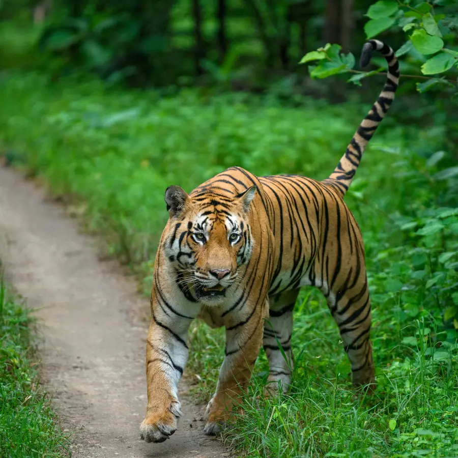 Male tiger at Pench National Park