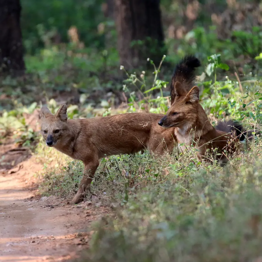 Wild dogs Kanha India - Kanha National Park