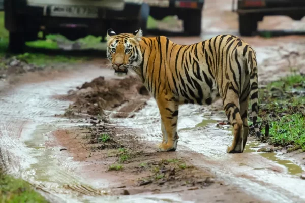 Travel Guide for the Best Tiger Safari in India