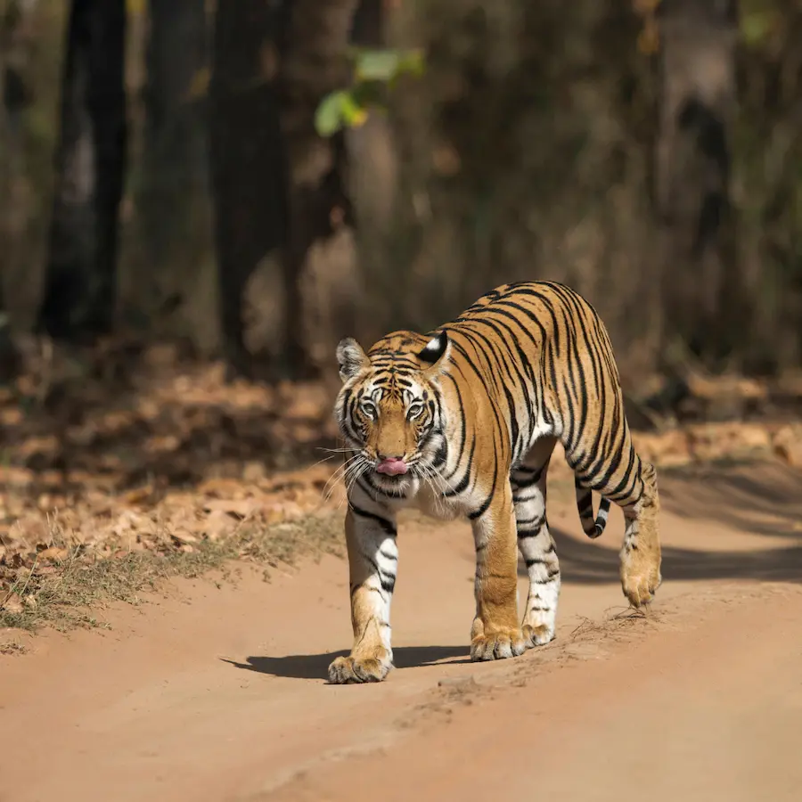 Tigress seen at Bandhavgarh National Park