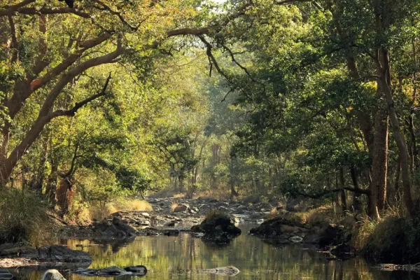 Travel Guide for Kanha National Park: India’s Wildlife Treasure