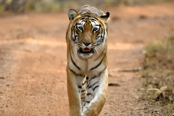 Lesser Known Facts About Tadoba