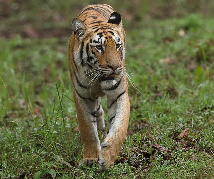 Tiger Spotted in tadoba
