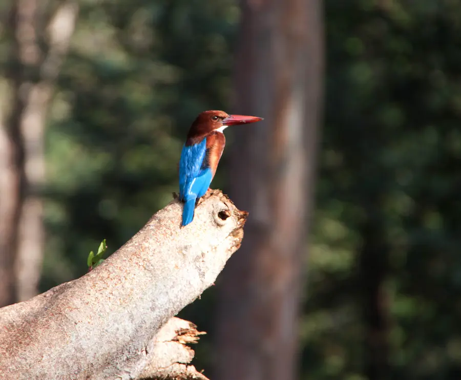 Bird watching - Pench national park