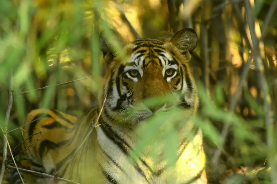 tiger safari - Taboba Jungle Camp