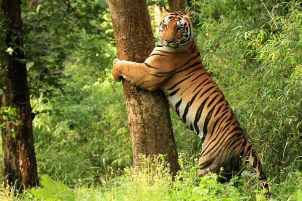 Kanha Safari Packages: Explore the Heart of the Jungle with Jungle Camps India