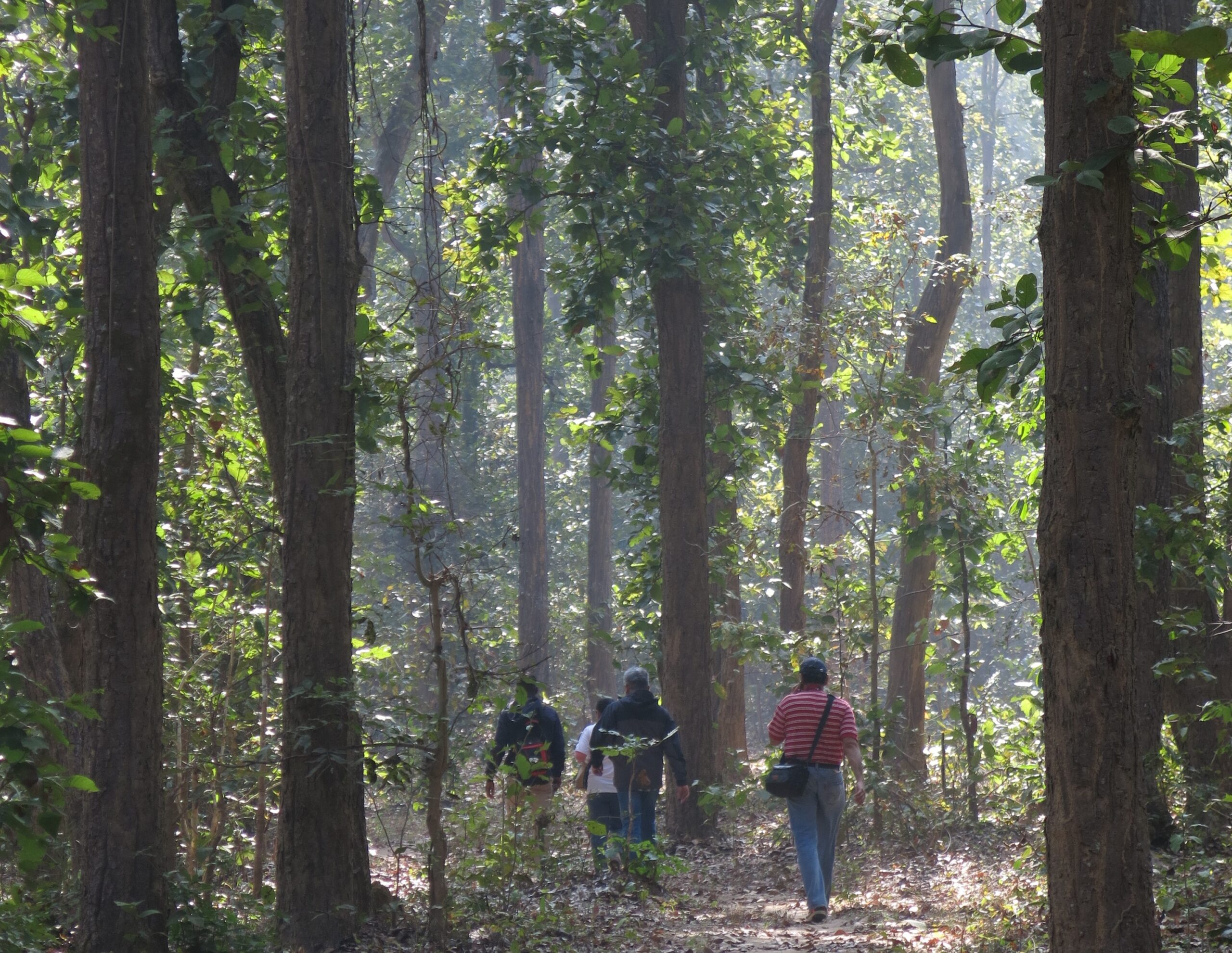 Kanha's Green Trails , Kanha Jungle camp
