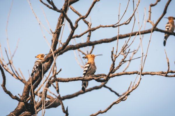 Birdwatcher’s Haven: The Avian Wonders of Rukhad Jungle Camp