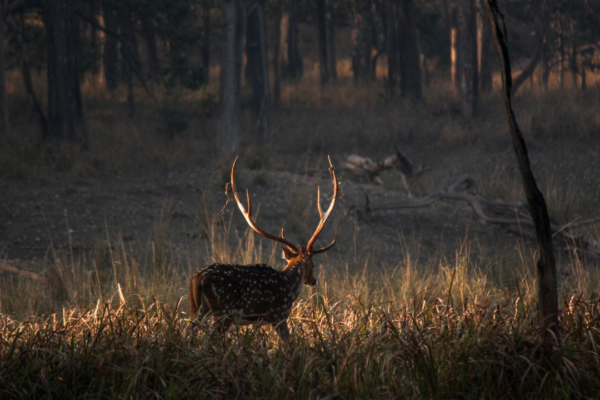 Discover the Enchanting Surroundings: Best Places to Visit Near Pench National Park