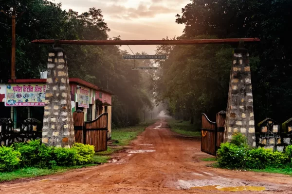 Embark on an Unforgettable Adventure at Tadoba Jungle Camp: A Safari Experience Like No Other