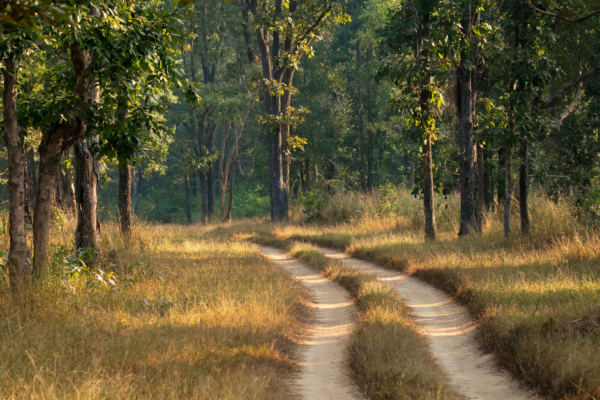 Exploring the Wild Responsibly: Ecotourism in Kanha Jungle