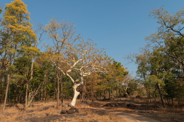 Discovering the Untamed Beauty: A Journey Through Pench National Park