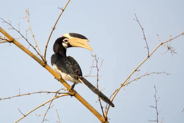 Exploring the Avian Diversity of Kanha Jungle: A Haven for Birdwatchers