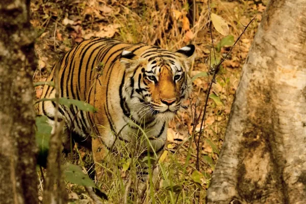 Discover the Untamed Beauty of Pench Jungle Camp: Where Nature Thrives and History Beckons