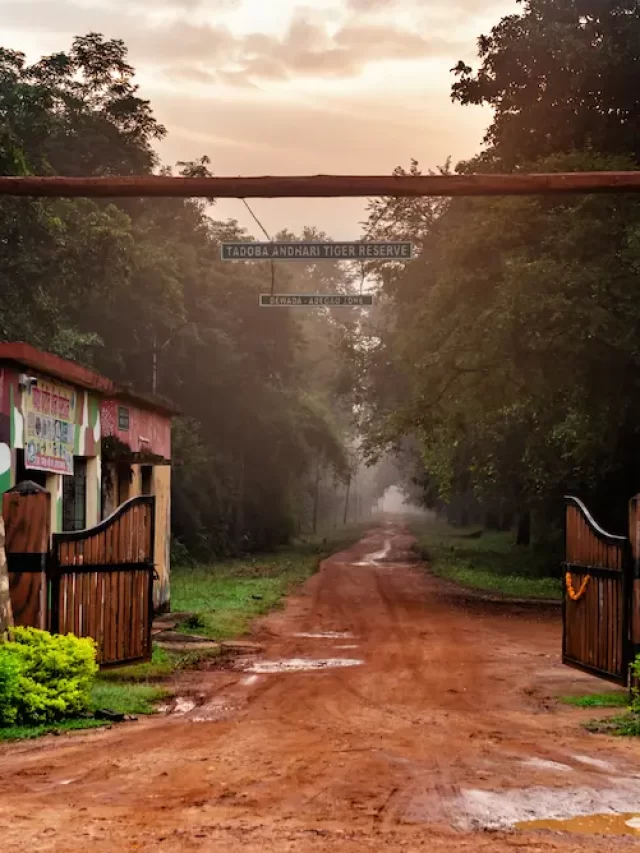 Embark on an Unforgettable Adventure at Tadoba Jungle Camp: A Safari Experience Like No Other