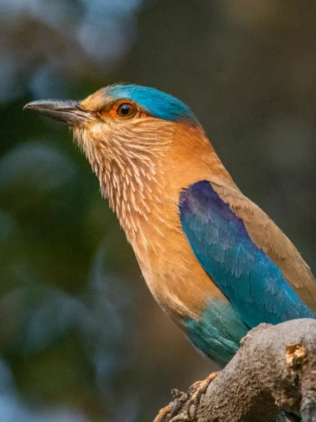 Exploring the Avian Wonders of Kanha Jungle