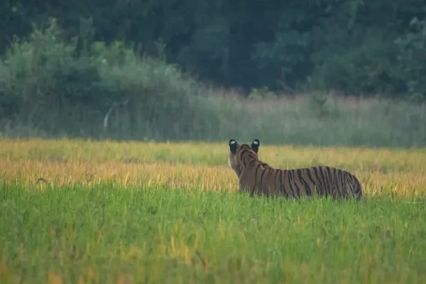 Unveiling the Seasons of Tadoba Jungle: A Nature Lover’s Guide