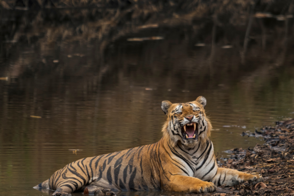Tiger Tales: Guardians of Tadoba’s Wilderness