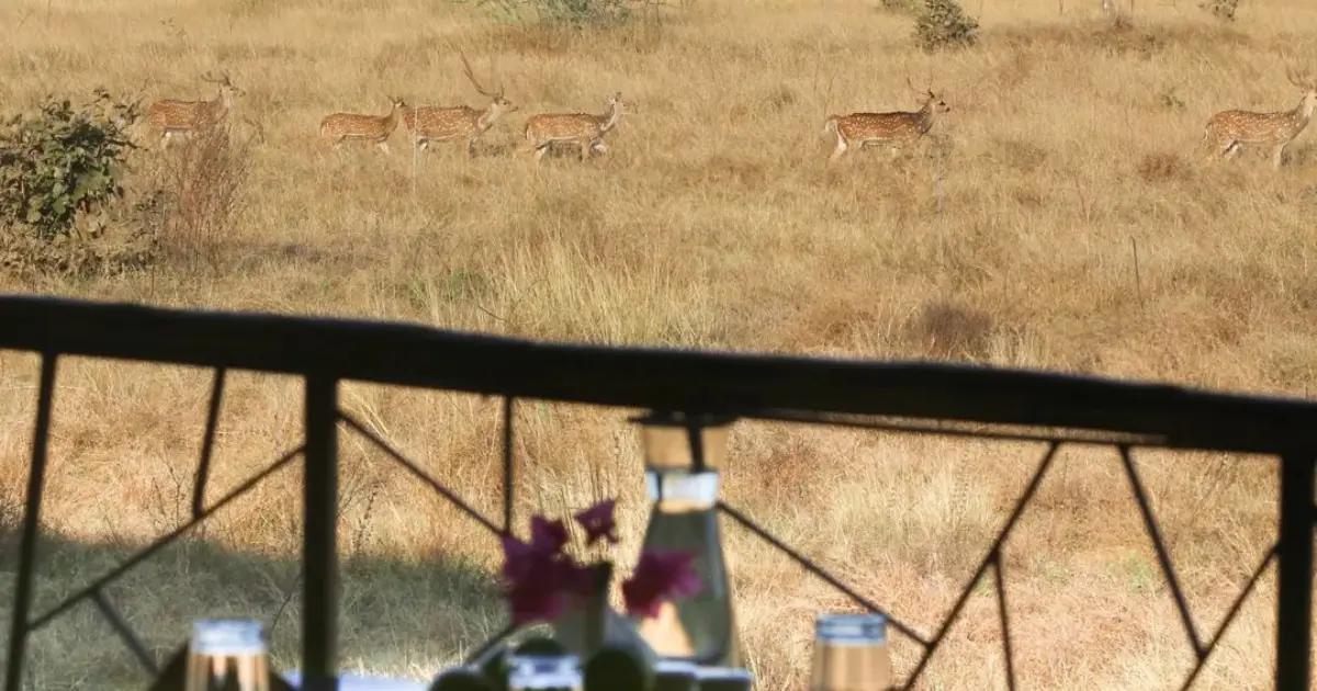 Tadoba Jungle Camp