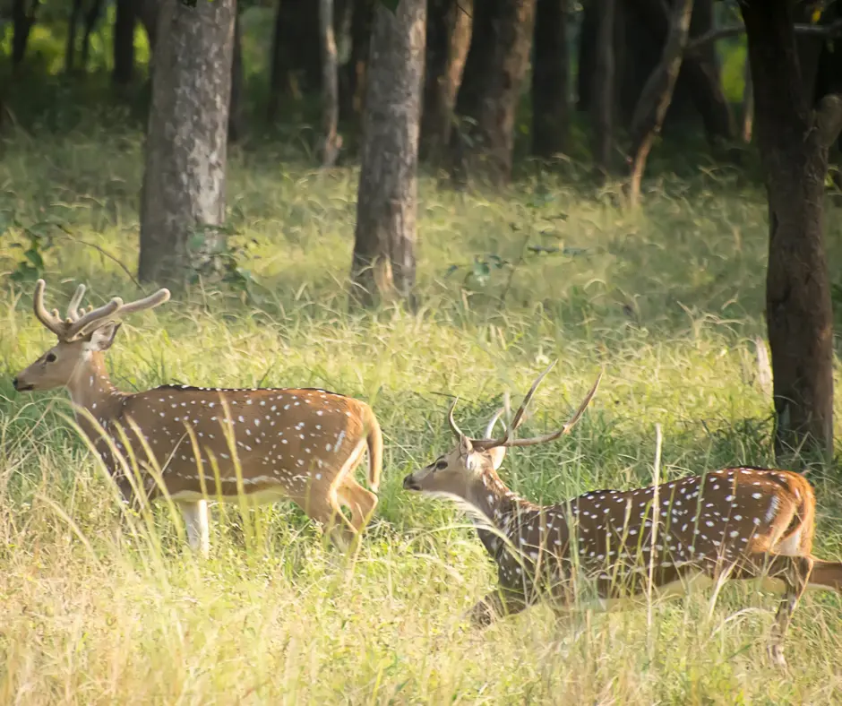 Kanha Jungle Camp