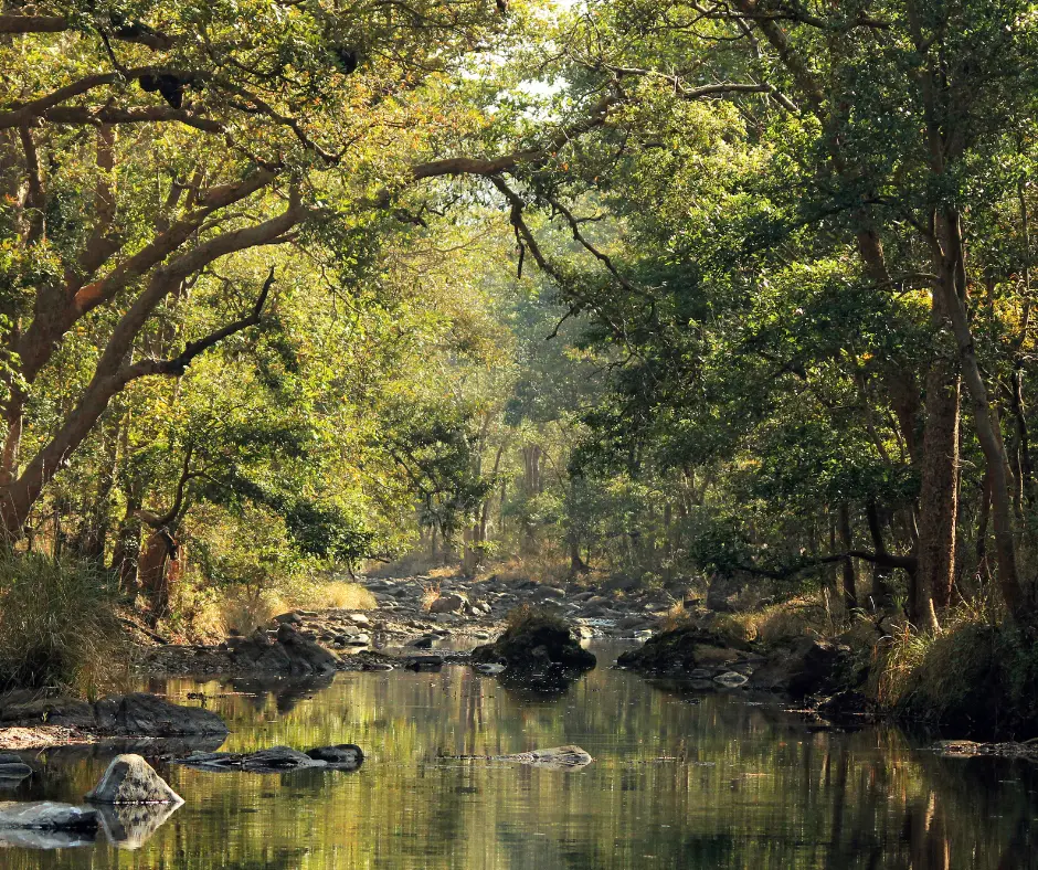 Kanha Jungle Camp