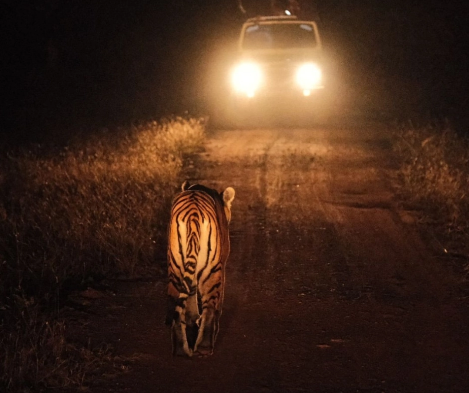 Tadoba Jungle Camp