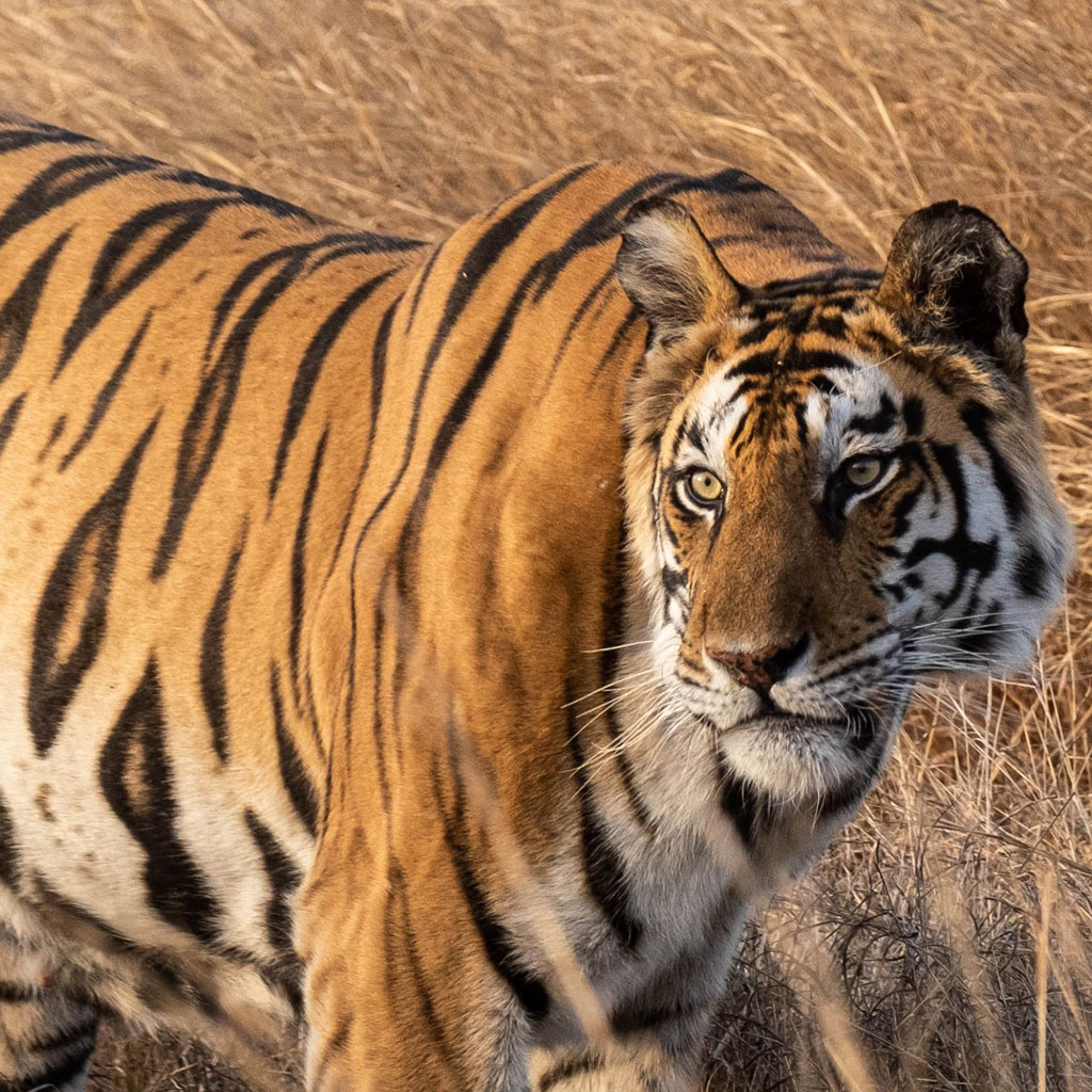 tiger safaris in madhya pradesh