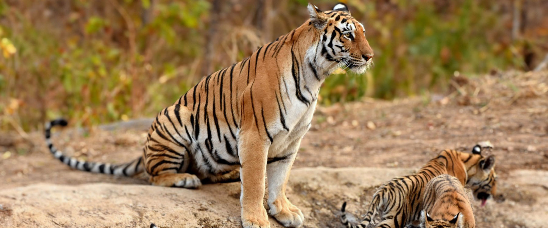 luxury tiger safari in india