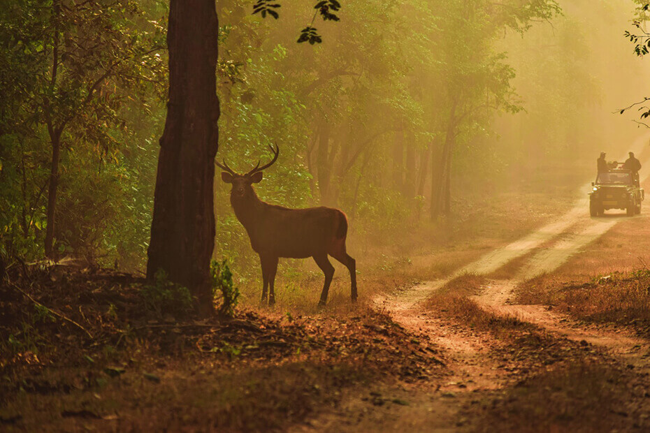 game drives in india