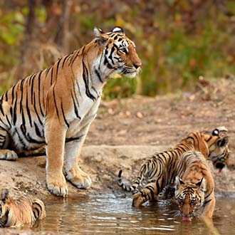 how to booking tiger safari india