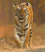 top 10 tiger safari in india