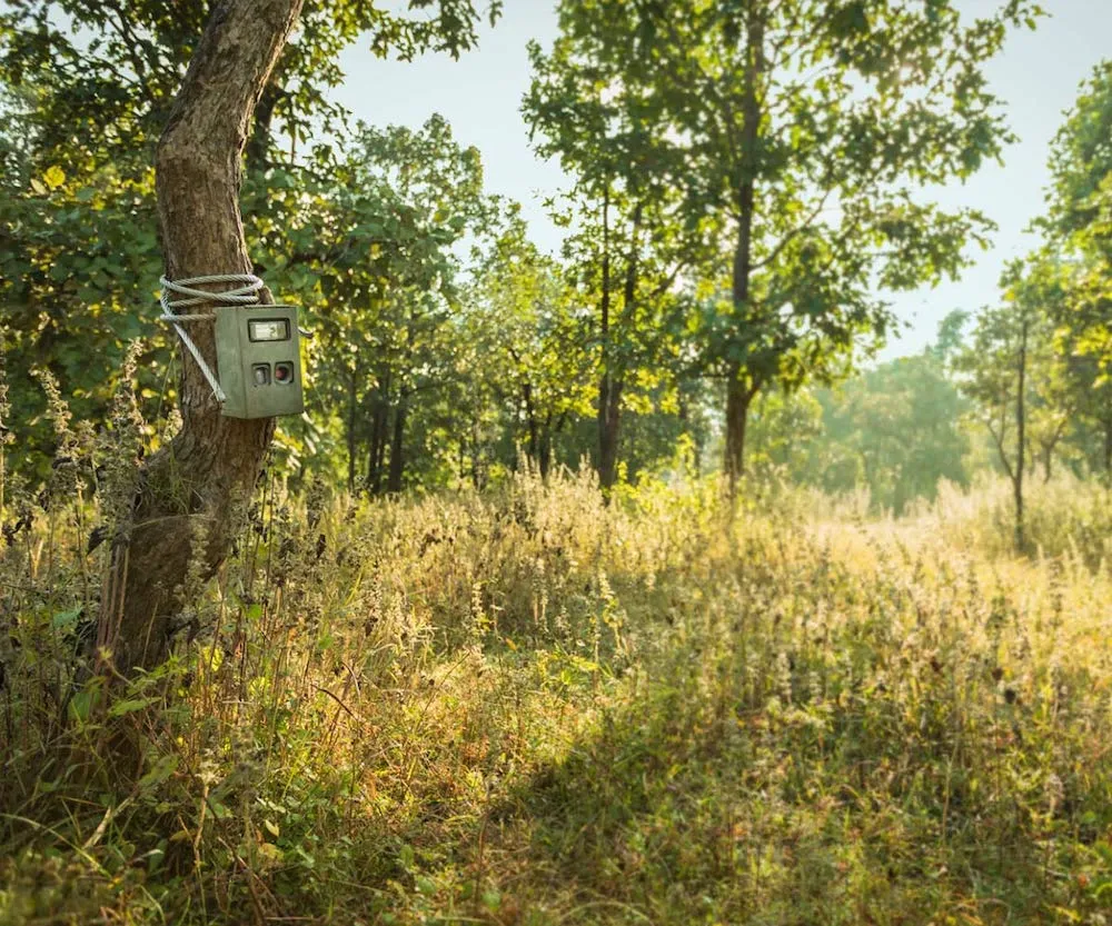 Camera Traps Inside The Lodge Premises