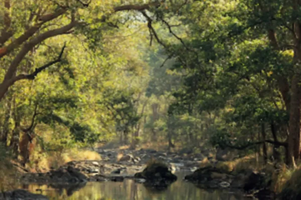 Unveiling Kanha: Beyond the Safari