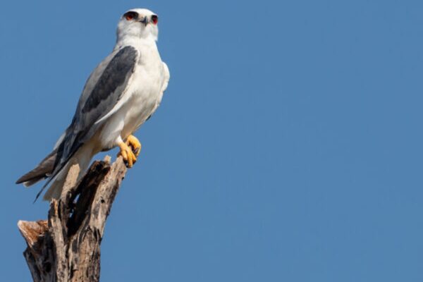 Birdwatching in Tadoba: A Paradise for Bird Enthusiasts