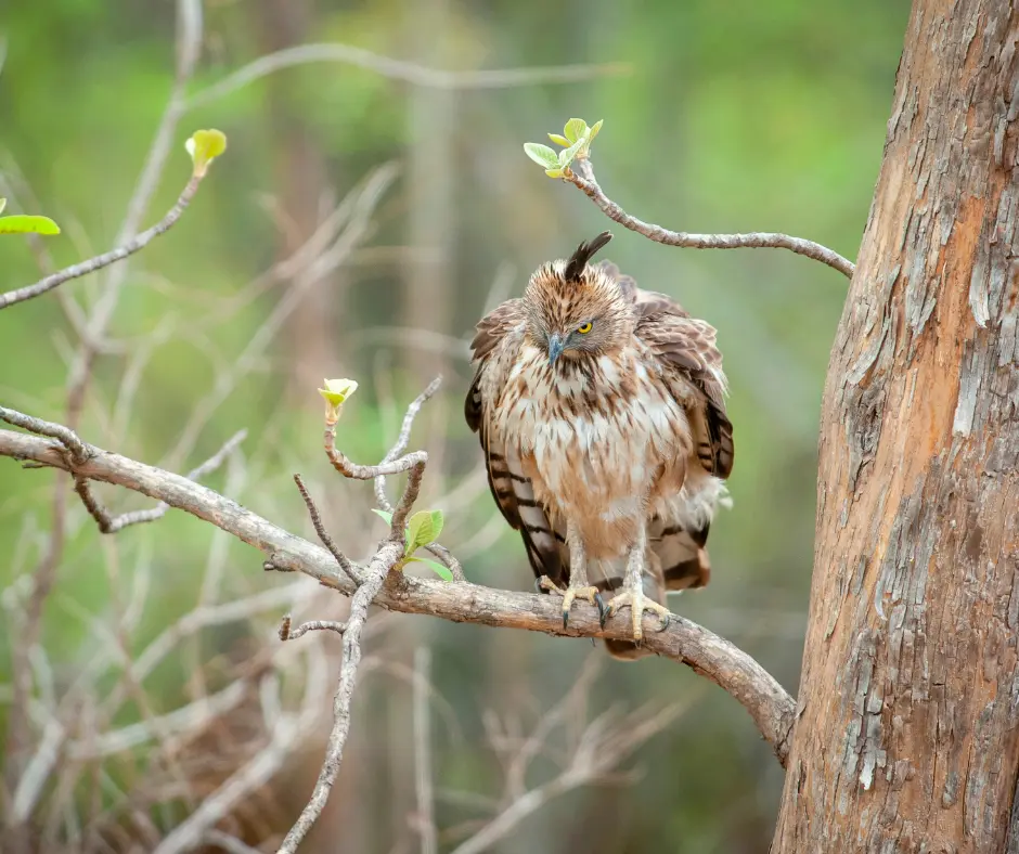 Tadoba jungle camp