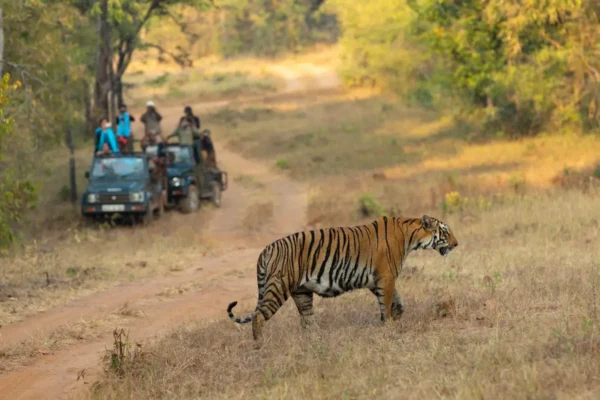 Unveiling the Seasons of Tadoba Jungle: A Nature Lover’s Guide