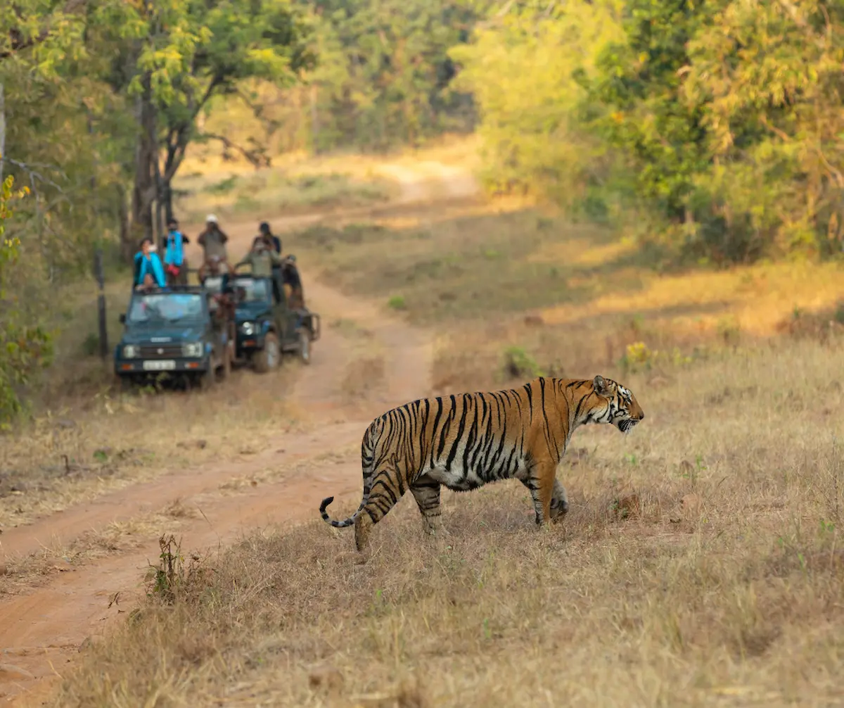 Unveiling the Seasons of Tadoba Jungle: A Nature Lover's Guide - Jungle ...