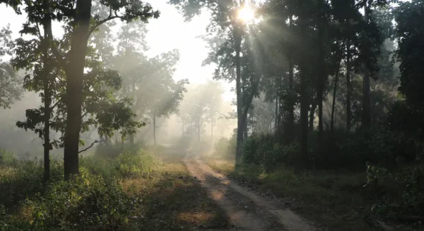 Exploring the Avian Diversity of Kanha Jungle: A Haven for Birdwatchers