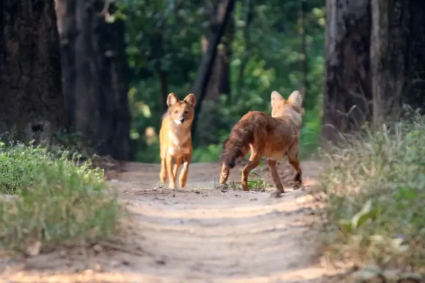 Exploring the Avian Wonders of Kanha Jungle