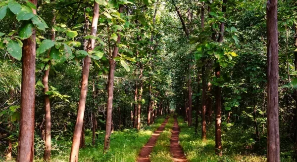 Discover the Essence of Eco-Tourism in Tadoba: Sustainable Travel Tips