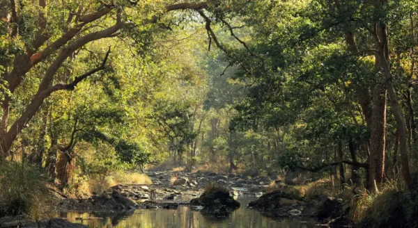 Travel Guide for Kanha National Park: India’s Wildlife Treasure