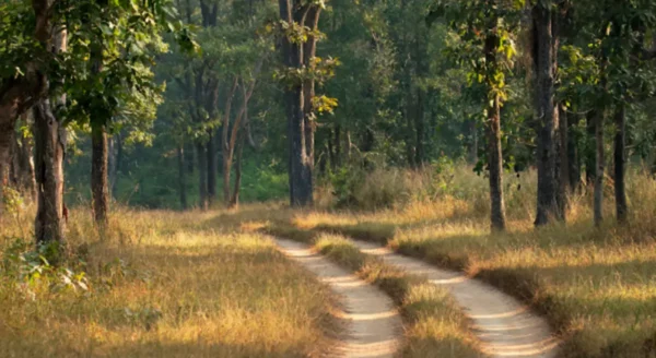 Exploring the Wild Responsibly: Ecotourism in Kanha Jungle