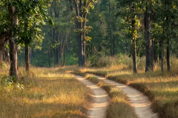 Exploring the Wild Responsibly: Ecotourism in Kanha Jungle